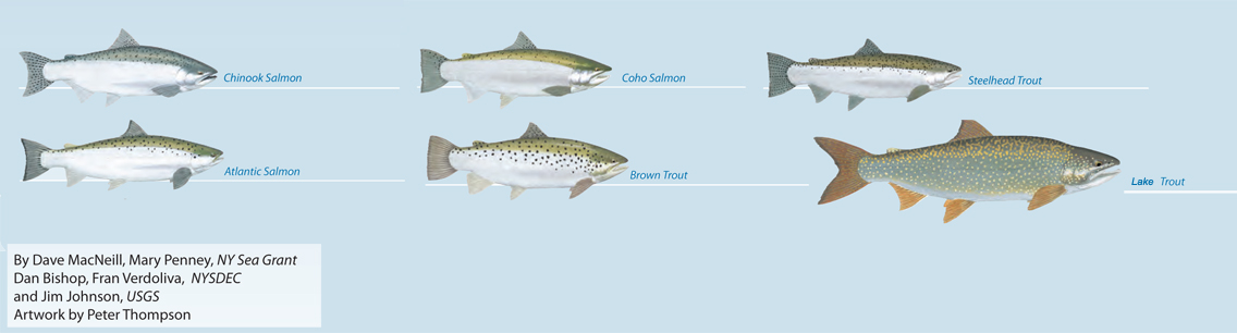 salmon_trout